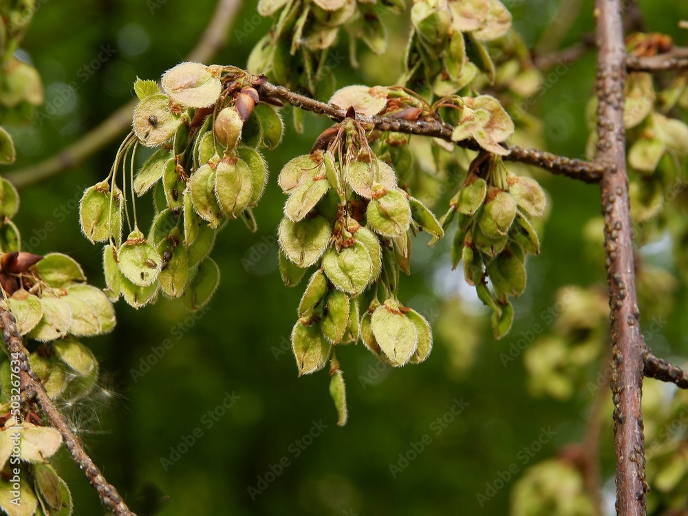 ulmus -elms tree with growing winged seeds close up ulmus -elms tree with growing winged seeds close up