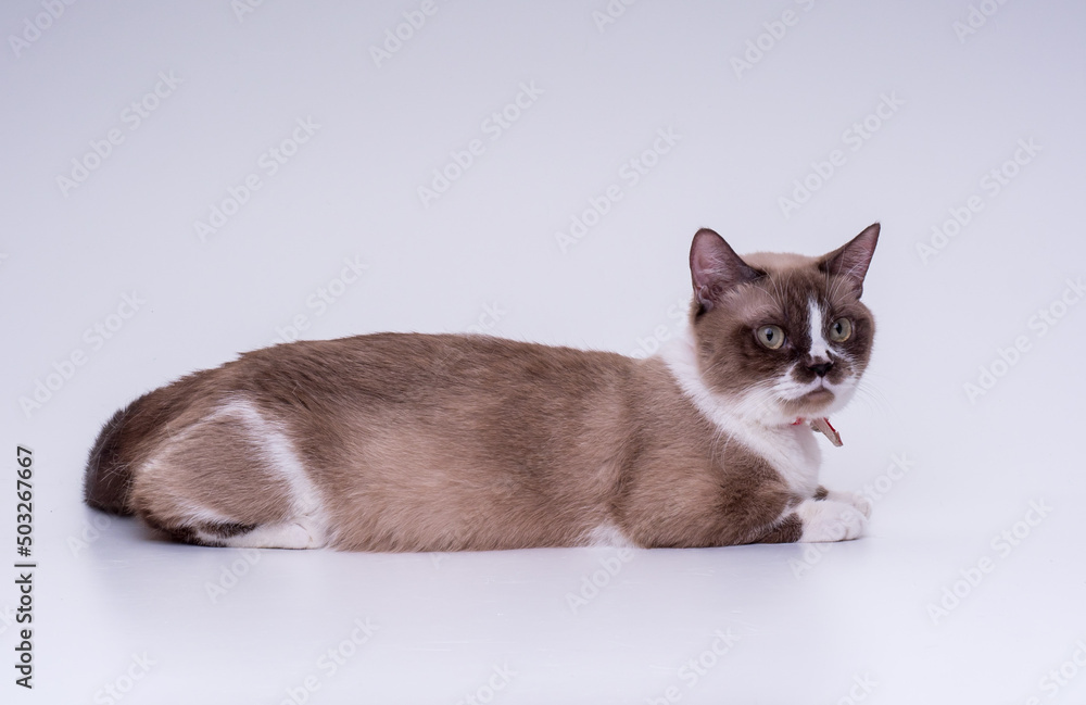 Spotted Munchkin cat with short legs lies on a white background in the studio