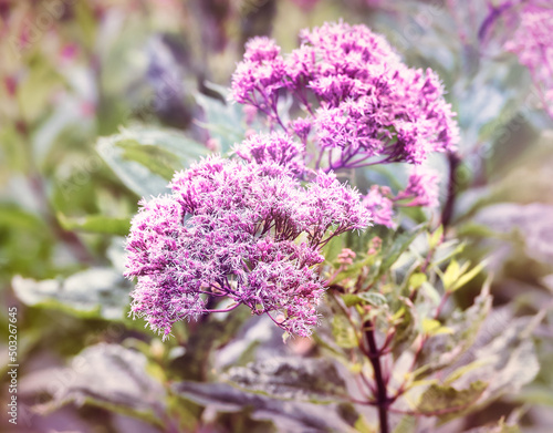 Nature background with spring flowers. Selective and soft focus.