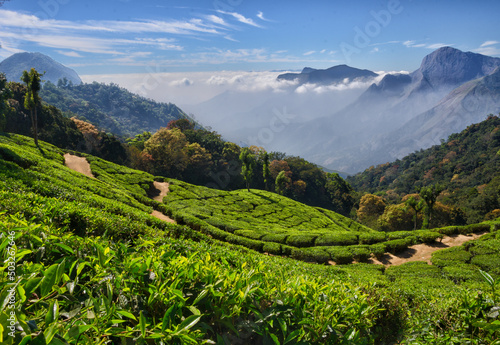 Tea plantation of green tea against the backdrop of mountains and clouds. This place in India is famous for green tea and ecotourism.