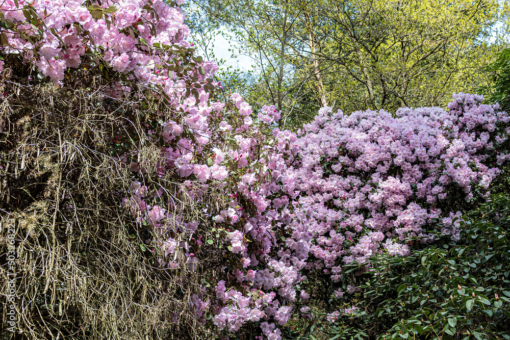 Flower of a rhododendron bush in the forest Flower of a rhododendron bush in the forest