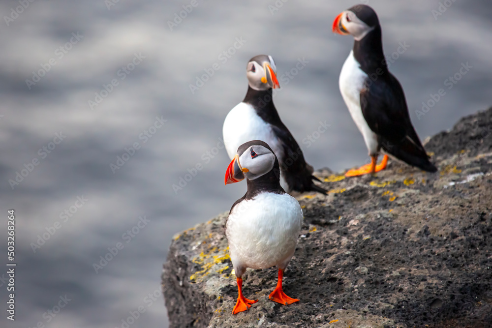 Fototapeta premium paffin bird sitting on the rock of the island Heimaey. Vestmannaeyjar Archipelago. Iceland