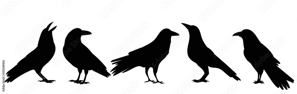 crows silhouette, on white background, isolated, vector crows silhouette, on white background, isolated, vector