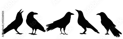 Fotografia crows silhouette, on white background, isolated, vector