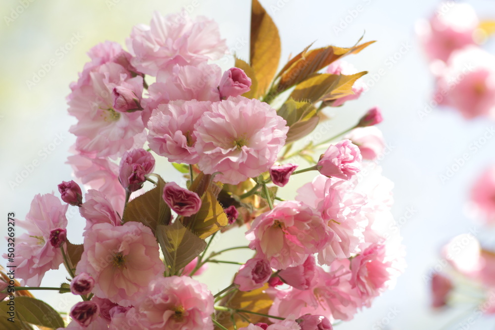 Obraz premium delicate flowers, sunshine, flowers, nature, spring, bright colors, sunny weather, pink flowers