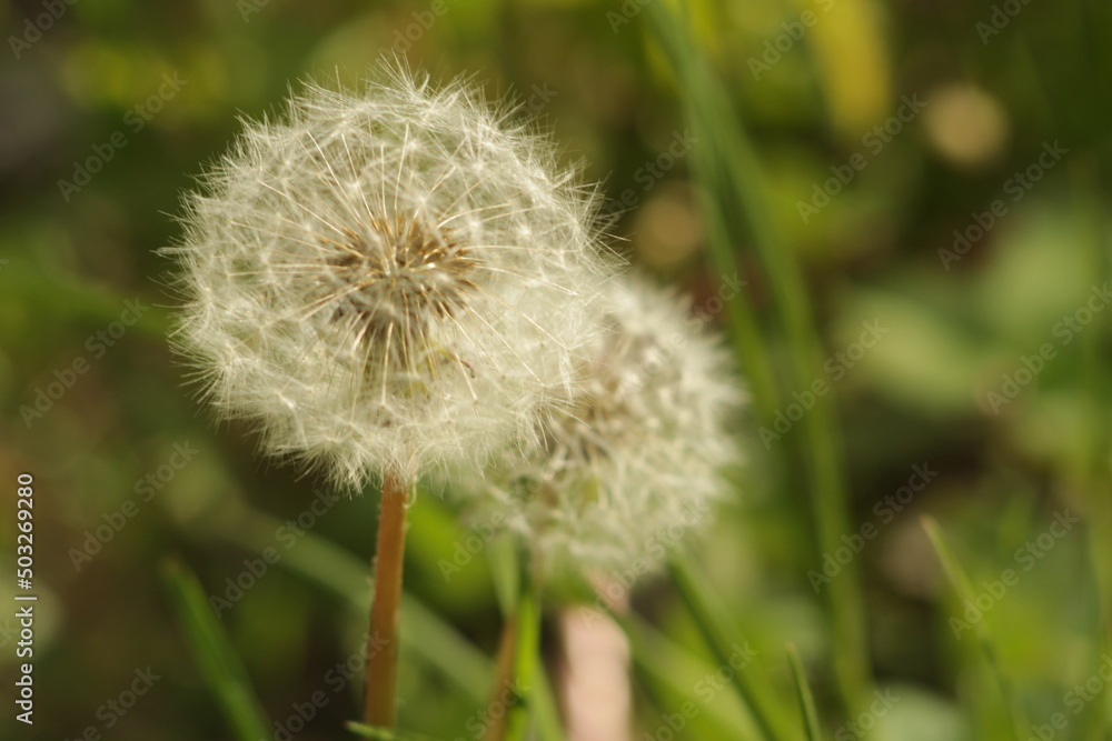 dandelion, greens, light flower, blow, sunny weather, spring, summer dandelion, greens, light flower, blow, sunny weather, spring, summer