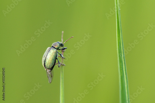 Phyllobius sp - Weevils - Charançon