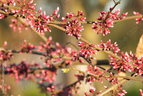  flowers, sunshine, flowers, nature, spring, sunny weather,tree red