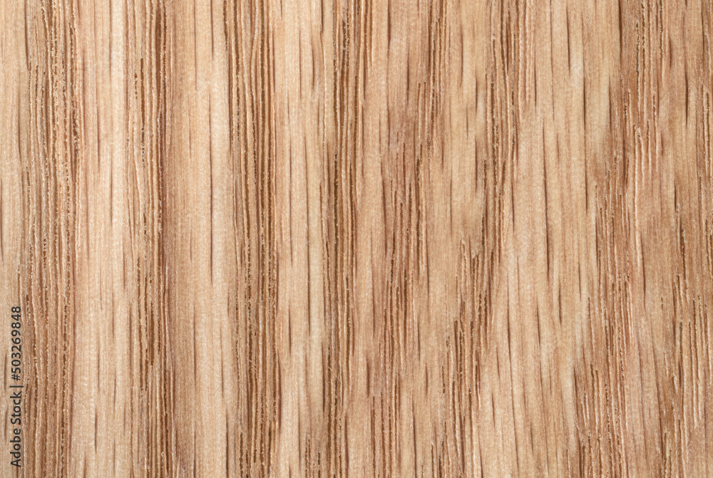 Beech tree texture with vertical fiber Beech tree texture with vertical fiber