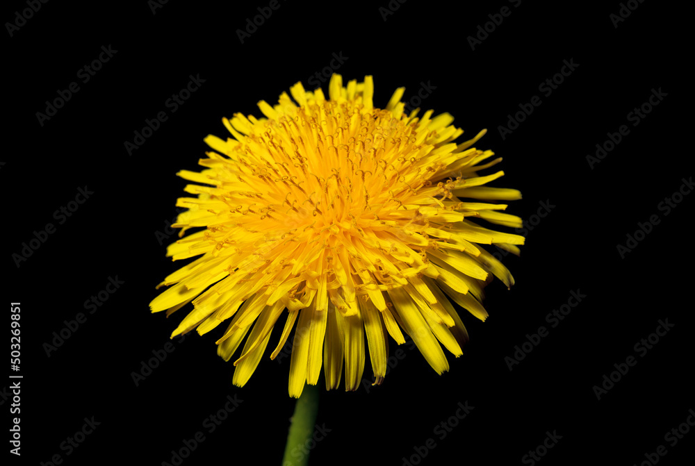 Naklejka premium Dandelion flower close up