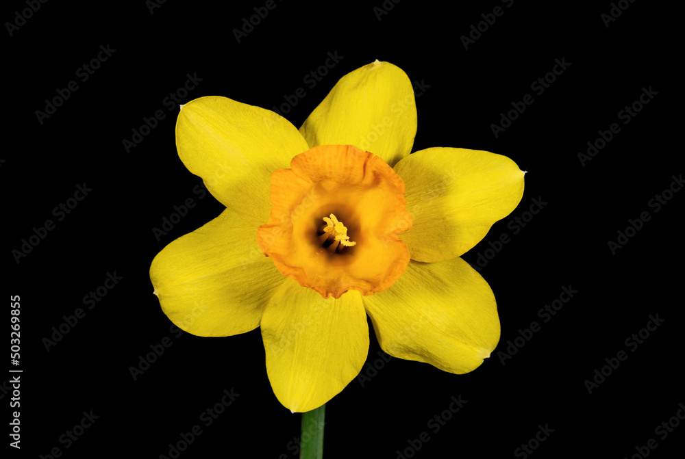 Yellow daffodil flower close up Yellow daffodil flower close up