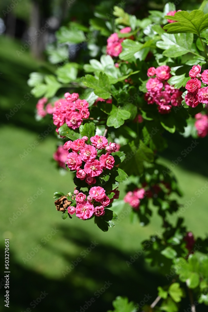 Natural floral background, blossoming of Double pink Hawthorn or Crataegus laevigata beautiful pink flowers in spring sunny garden. Macro image suitable for wallpaper, cover or greeting card Natural floral background, blossoming of Double pink Hawthorn or Crataegus laevigata beautiful pink flowers in spring sunny garden. Macro image suitable for wallpaper, cover or greeting card
