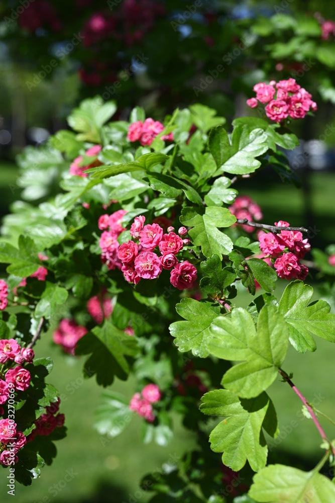 Natural floral background, blossoming of Double pink Hawthorn or Crataegus laevigata beautiful pink flowers in spring sunny garden. Macro image suitable for wallpaper, cover or greeting card Natural floral background, blossoming of Double pink Hawthorn or Crataegus laevigata beautiful pink flowers in spring sunny garden. Macro image suitable for wallpaper, cover or greeting card
