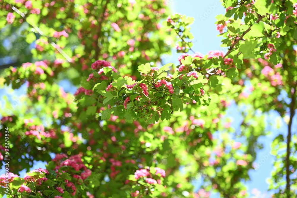 Natural floral background, blossoming of Double pink Hawthorn or Crataegus laevigata beautiful pink flowers in spring sunny garden. Macro image suitable for wallpaper, cover or greeting card