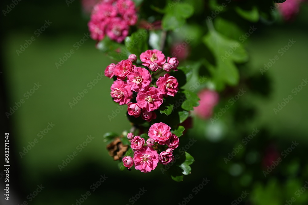 Natural floral background, Environment concept. Carbon neutral or carbon net-zero concept background photo Carbon neutral or carbon net-zero concept background photo. Natural floral background, Environment concept. Carbon neutral or carbon net-zero concept background photo Carbon neutral or carbon net-zero concept background photo.