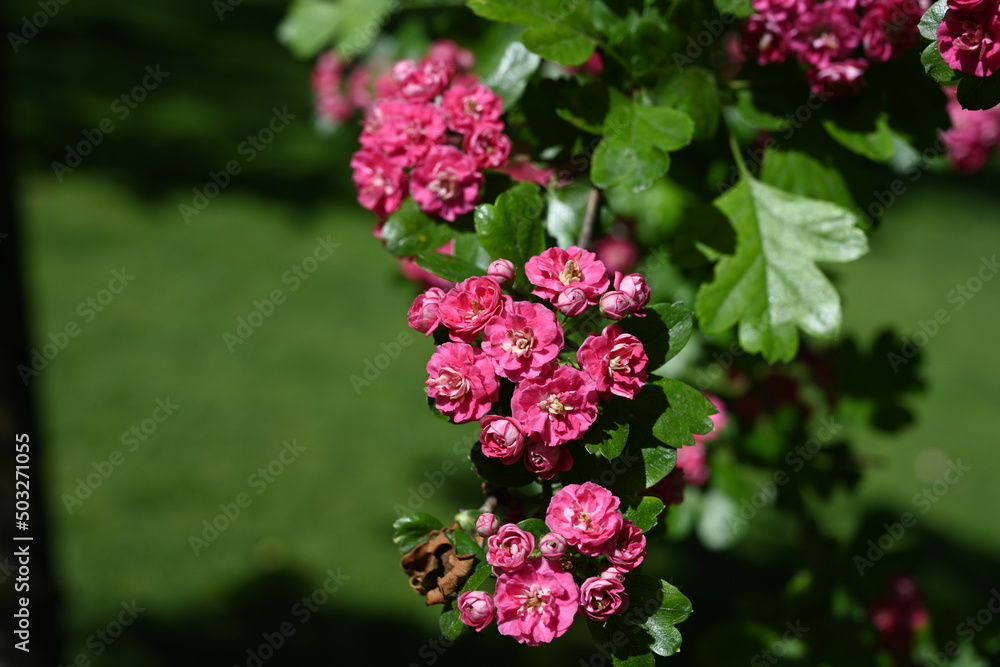 Natural floral background, blossoming of Double pink Hawthorn or Crataegus laevigata beautiful pink flowers in spring sunny garden. Macro image suitable for wallpaper, cover or greeting card Natural floral background, blossoming of Double pink Hawthorn or Crataegus laevigata beautiful pink flowers in spring sunny garden. Macro image suitable for wallpaper, cover or greeting card