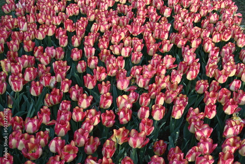 Fototapeta Naklejka Na Ścianę i Meble -  Super-cluster of rows of tulips of all hues and colors . These amazing summer blooms make for spectacular viewing, Pink, yellow tulips, flowers. A true treat from nature.