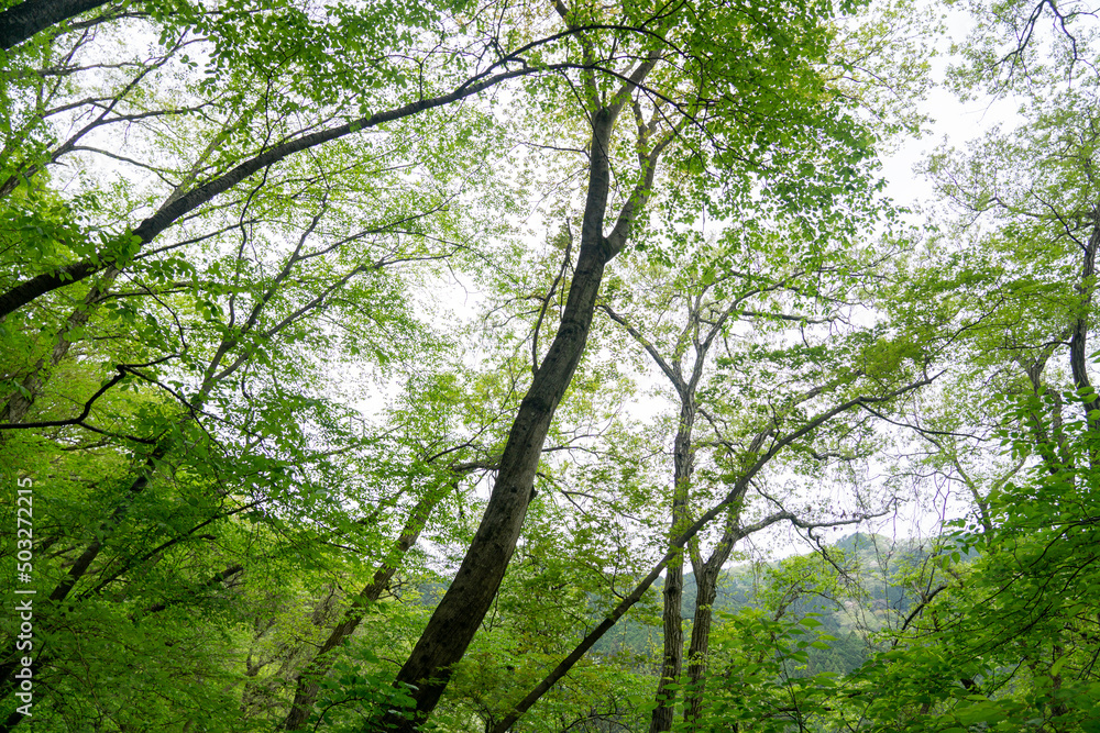 Fototapeta premium 陣馬山の森(東京都八王子市)