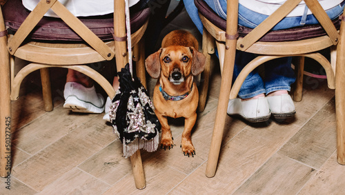 Dog at the feet of its owner on the floor in a dog cafe. The concept of friendship between man and pet.