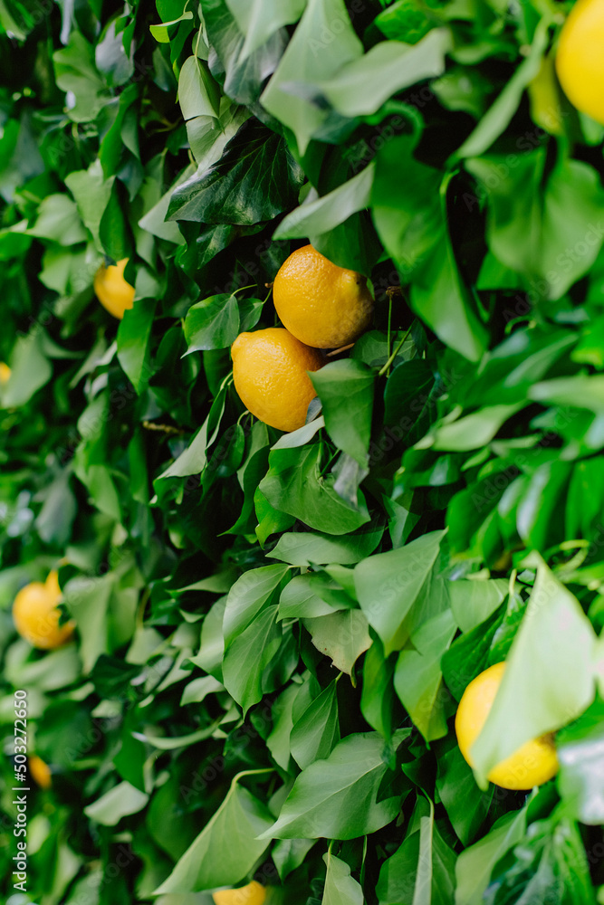 Italian summer decoration - a lot of fresh yellow lemons on a background of green leaves. Summer bright decor of citrus. Wedding decorations with lemon.