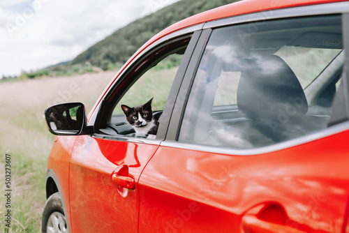 A black cat in the driver's seat looks out of the car window at nature