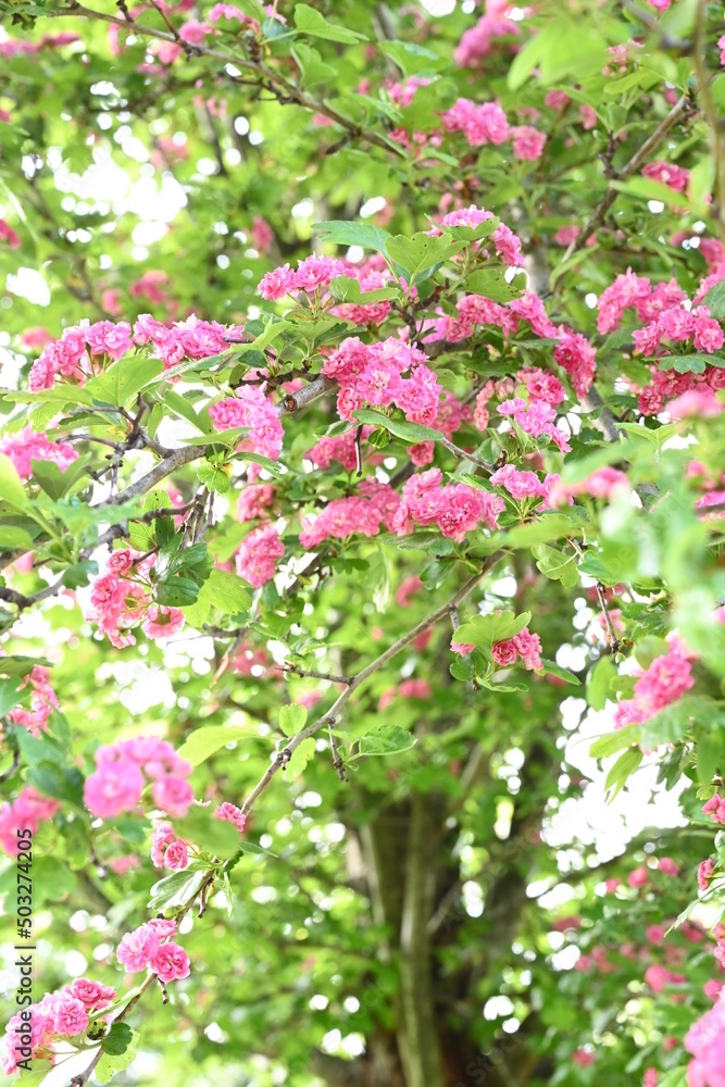 pink blossom in spring pink blossom in spring