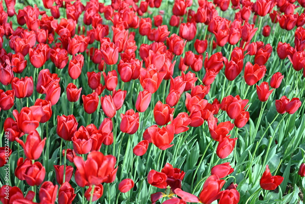 Super-cluster of rows of tulips of all hues and colors . These amazing summer blooms make for spectacular viewing, amongst the worlds greatest tulip collections. A true treat from nature.