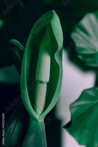 Photos Close up macro shot of a the growing pistil of a beautiful Alocasia flower, indoor tropical houseplant