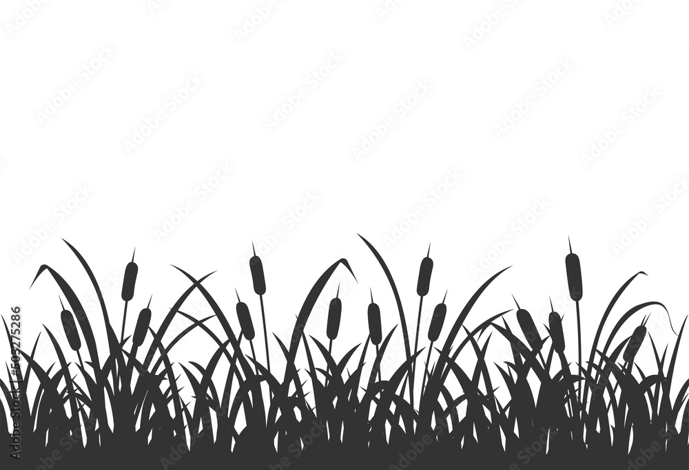 Dark silhouette of marsh grass with reeds. Background with marsh vegetation on white.