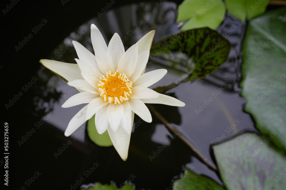 Closeup Beautiful Small white lotus flower in lotus pond Closeup Beautiful Small white lotus flower in lotus pond
