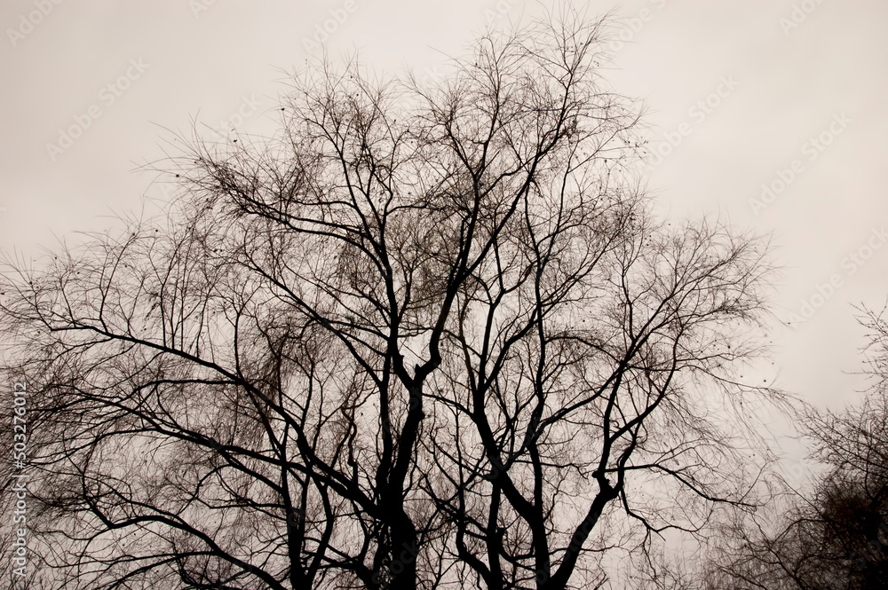 Bare tree branches against the gray sky Bare tree branches against the gray sky