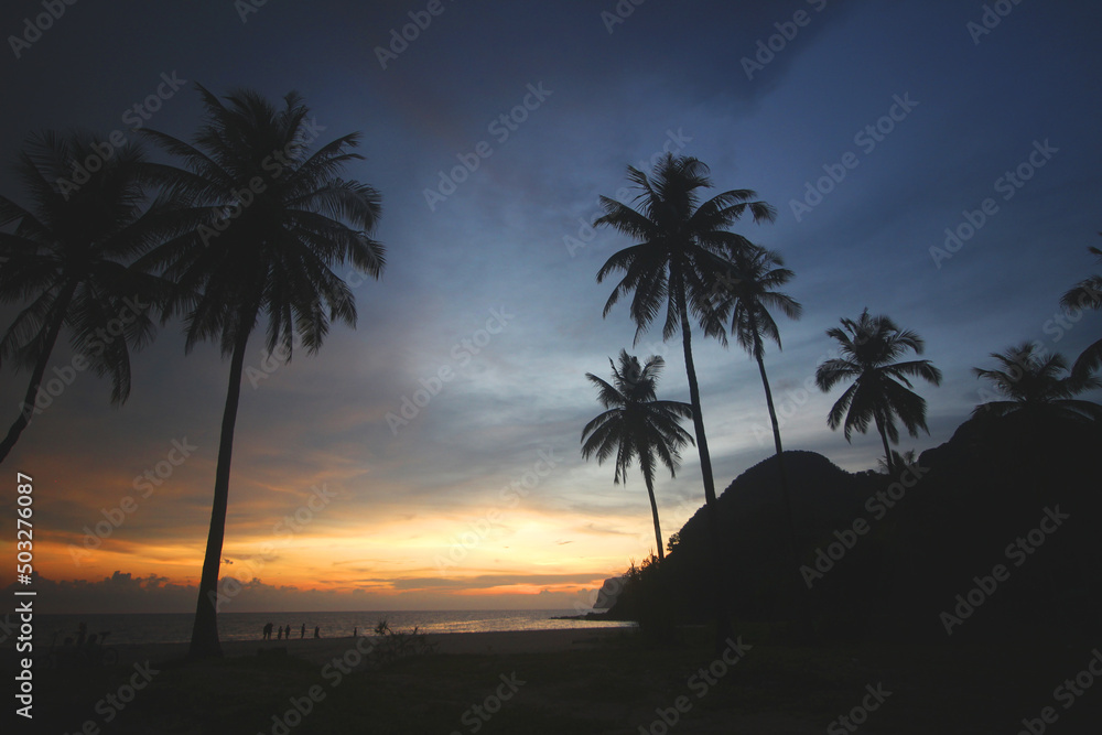 tropical palm tree at sunset