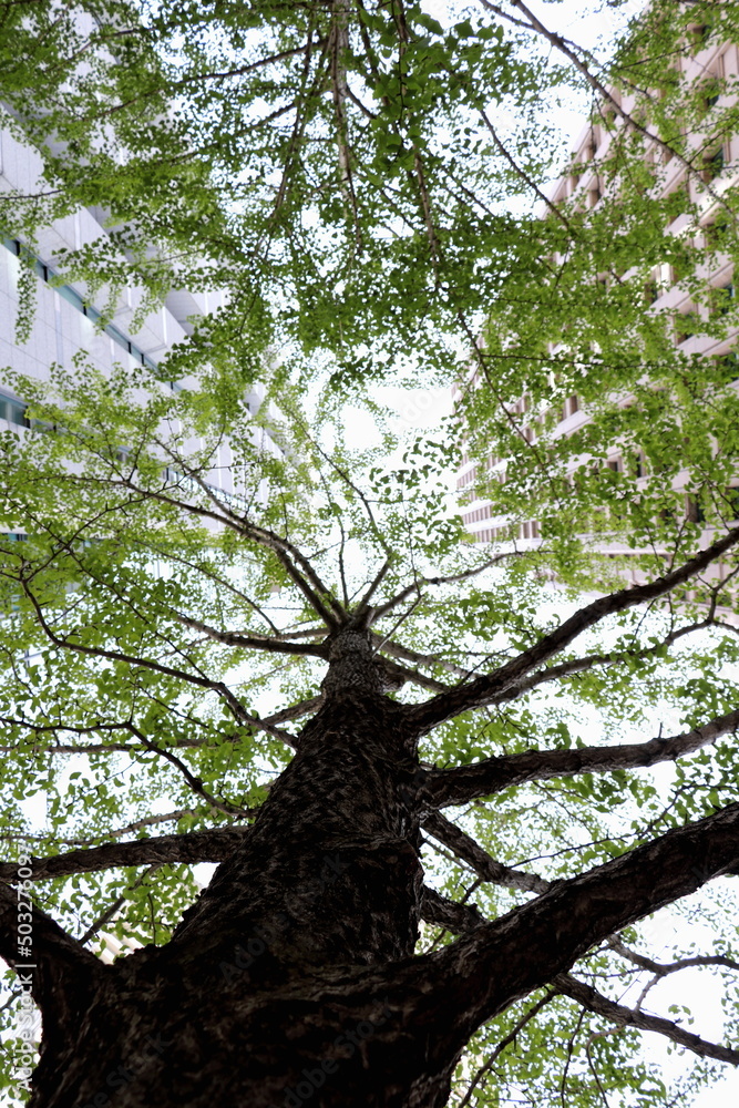 Naklejka premium 新緑の大木