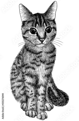 Canvas Print Vector graphic linear illustration of a tabby cat sitting in engraving style