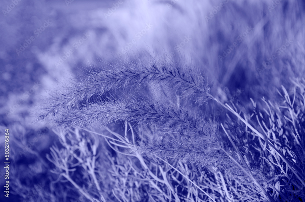 Fountain grass in very peri color of the year, 2022 for background. Fountain grass in very peri color of the year, 2022 for background.