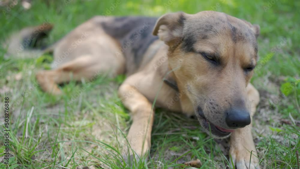 Young domestic dog resting on the lawn of the backyard Young domestic dog resting on the lawn of the backyard