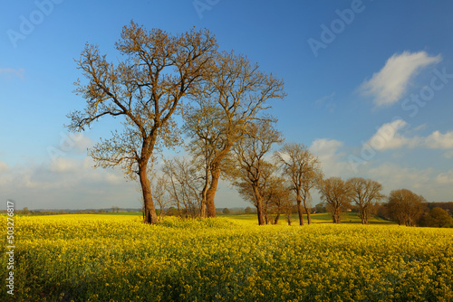 Landscape image of a Rape Seed field with Trees and Blue Sky on a lovely Spring day near Sedgefield, County Durham, England, UK.