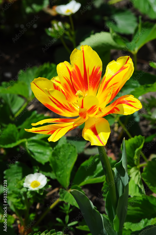 One yelOne yellow tulip flower with red spots in bloomlow tulip flower with red spots in bloom One yelOne yellow tulip flower with red spots in bloomlow tulip flower with red spots in bloom