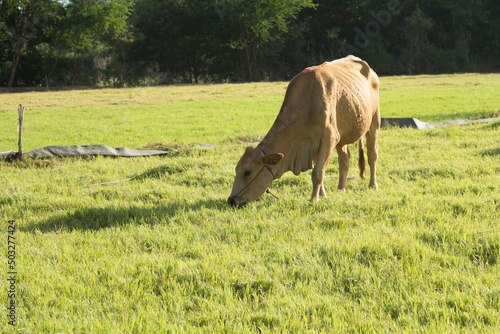 The cows are eating grass on the pasture of the farmer s farm  have a wire and release a small electric current  preventing the cow to escape from the farm in the evening the setting sun