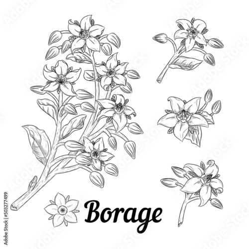 Borage or starflower herb. Branches with leaves and flowers. Vector botanical design elements. Hand drawn line art.