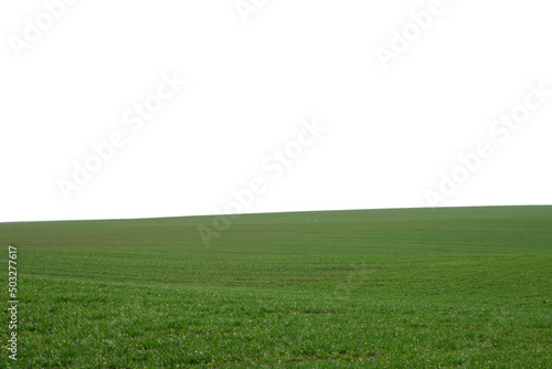 Green field as a background. Green grass in spring isolated on a white background.
