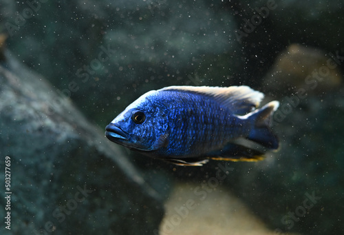 Electric Blue cichlid swimming in freshwater aquarium. Sciaenochromis fryeri is an African cichlid in Cichlidae family. ,endemic to Lake Malawi, Africa. photo