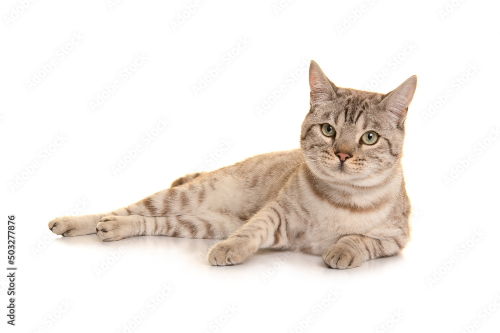 Snow bengal cat lying down looking at the camera on a white background