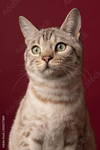 Portrait of a snow bengal purebred cat looking away on a red burgundy background