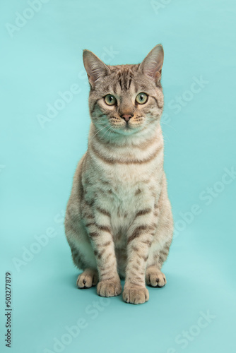 Snow bengal purebred cat looking at the camera sitting on a blue background