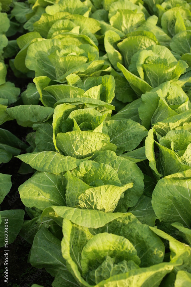Texture background with green leaves of young lettuce. Texture background with green leaves of young lettuce.