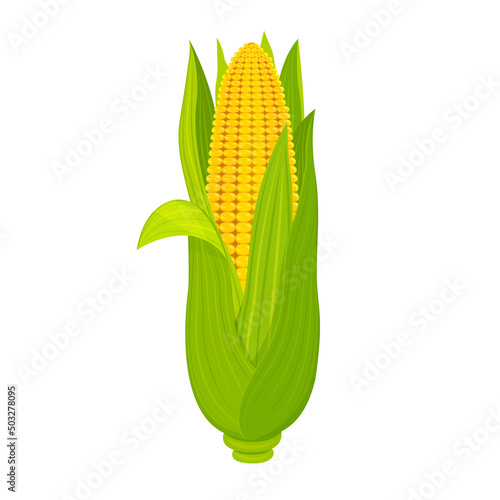 Sweet corn cob isolated on white background. Ripe fruit with leaves in cartoon style.