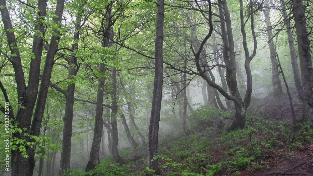 Obraz premium Fog in the beech forest
