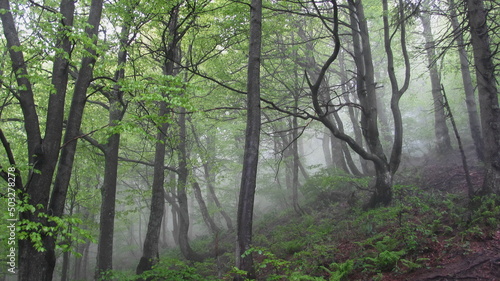 Fog in the beech forest
