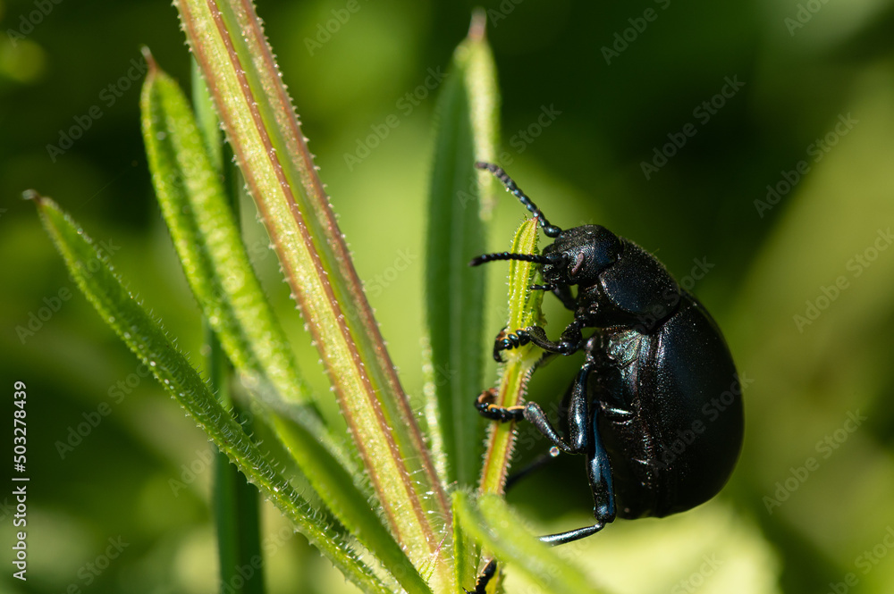 Timarcha tenebricosa - Bloody-nosed Beetle - Chrysomèle noire - Crache sang